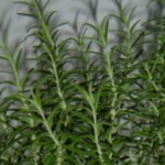 Ceai din rozmarin – planta medicinala antica