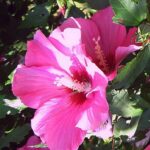 Hibiscus: planta ornamentala si medicinala, numa’ buna pentru un ceai